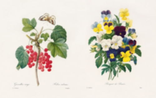花的故事 17 18世纪法国手绘植物花卉艺术